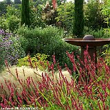 cheveux d ange et persicaria au jardin contemporain
